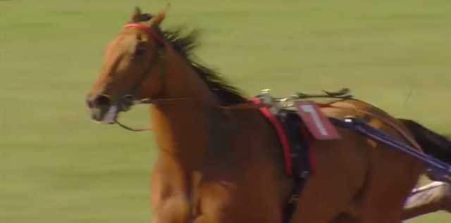 AUBRION DU GERS (Jean-Michel BAZIRE) vainqueur du CRITÉRIUM DE VITESSE DE BASSE-NORMANDIE 2019 à ARGENTAN