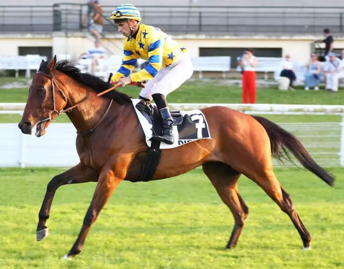 BAILEYS BACHELOR, le favori du quinté+ du jour à Deauville - Grand handicap des Sprinters (02/08/2026)