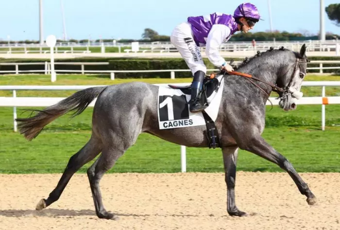 BON VIVEUR, le favori du quinté+ du jour à Clairefontaine - Prix de la Côte Fleurie (01/08/2026)