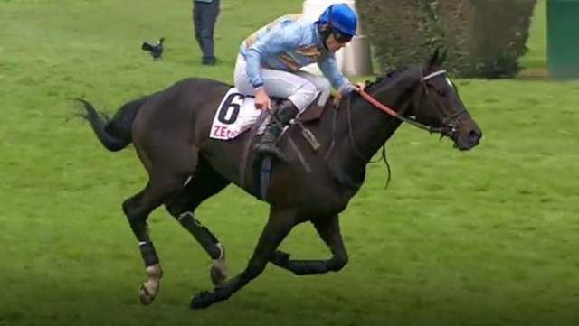 CARRIACOU (Davy.N. RUSSELL) vainqueur du GRAND STEEPLE-CHASE DE PARIS 2019 à Auteuil