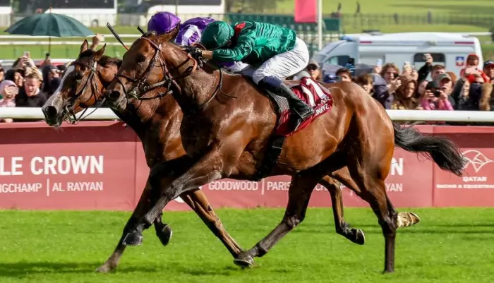 DARYZM, le favori du quinté+ du jour à Longchamp - Prix de l'Arc de Triomphe 2026 (04/10/2026)