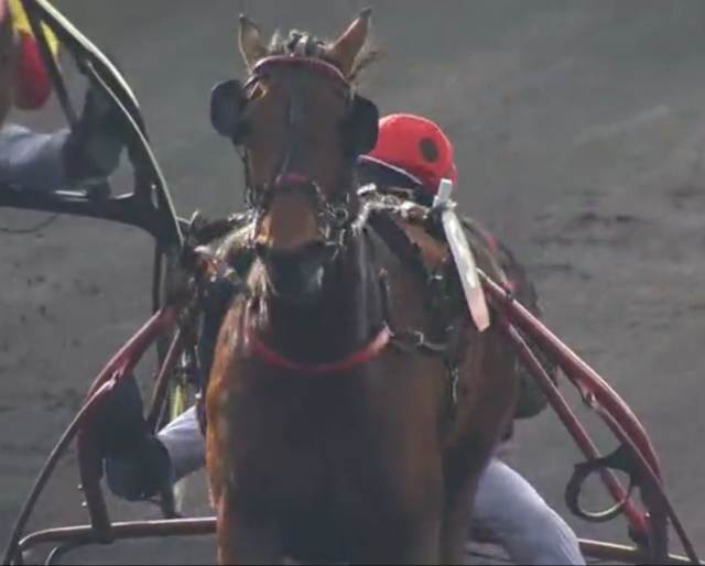 DELIA DU POMMEREUX drivé par Eric RAFFIN gagnant du PRIX DE FRANCE 2021 à Vincennes