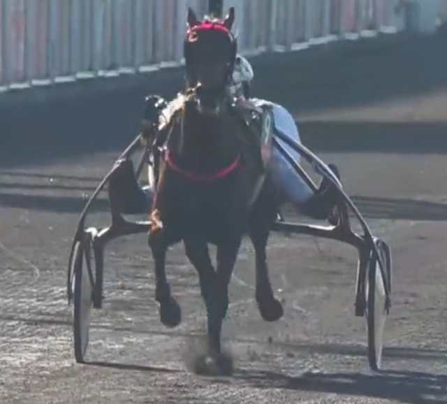 DIABLE DE VAUVERT drivé par Tony LE BELLER gagnant du PRIX DE PARIS 2022 à Vincennes