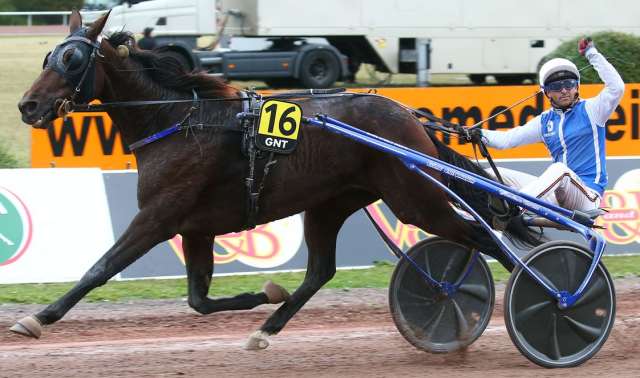 GASPAR D'ANGIS, le gagnant du Grand National du Trot 2023