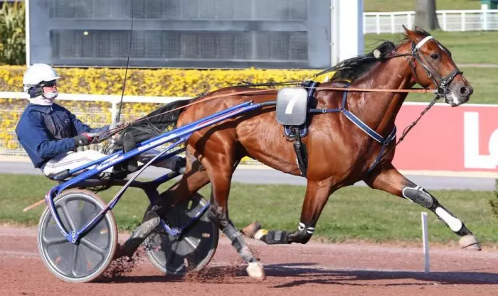 HEAD OF STATE, le favori du quinté+ du jour à Vincennes - Prix de Mortain (24/08/2026)
