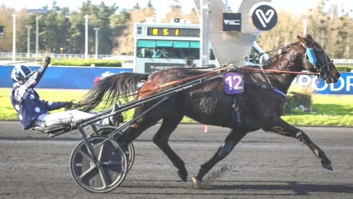 HOMARD LAND (13) le favori du quinté + du jour à Vincennes - Prix Amalthea