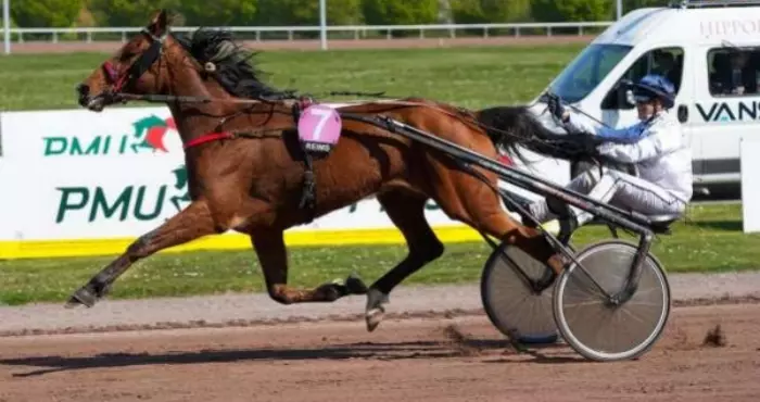 JOKER D'AMARO, le favori du quinté+ du jour à Cabourg - Prix Bruno Coquatrix (07/08/2026)