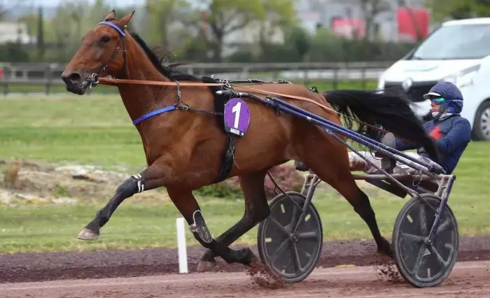 JOLIE STAR, le favori du quinté+ du jour à Vincennes (12/06/2026)