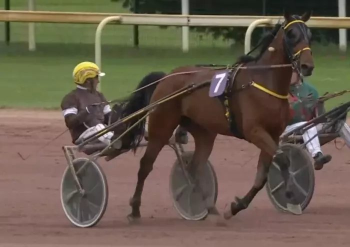 KELCANTO BELLO (Antoine Wiels) Vainqueur du quinté du jour à Vincennes
