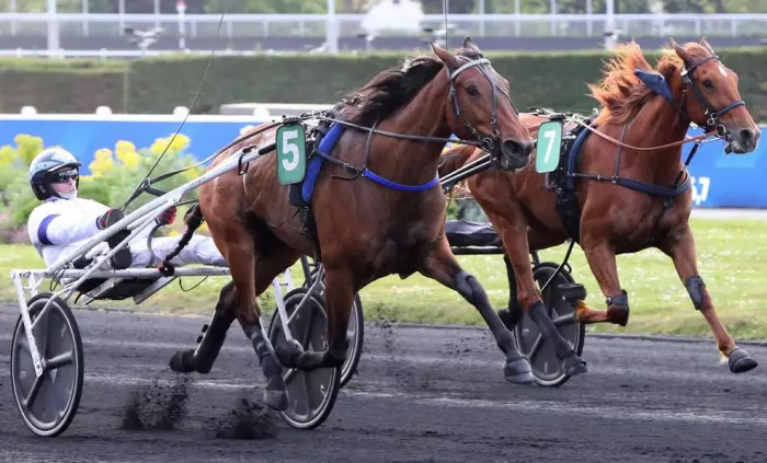 MADRID HAUFOR, le favori du quinté+ du jour à Vincennes - Prix Gaston de Wazières 2026 (29/08/2026)
