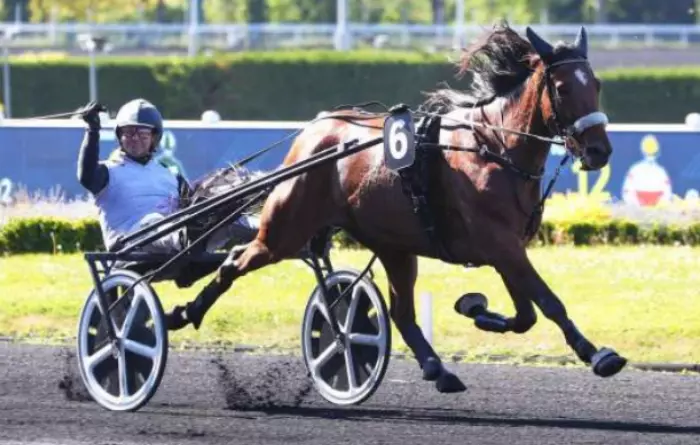 Max Occagnes favori du quinté du jour à Vincennes - Prix Dejanira