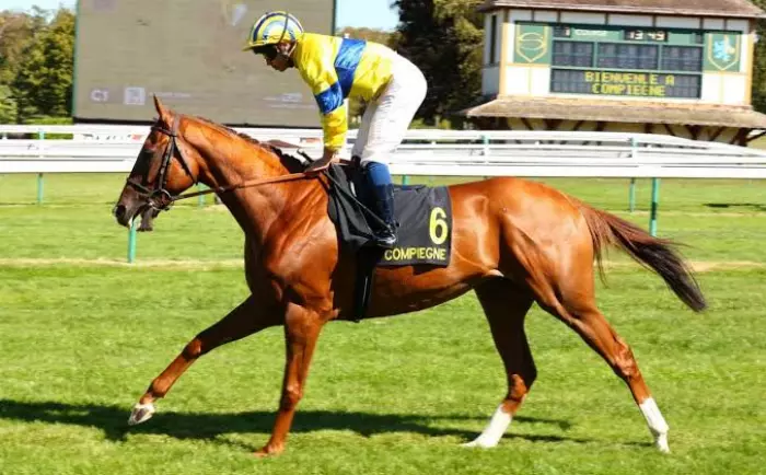 MIGHTY BOY, le favori du quinté+ du jour à Longchamp - Prix Rieussec (18/10/2026)