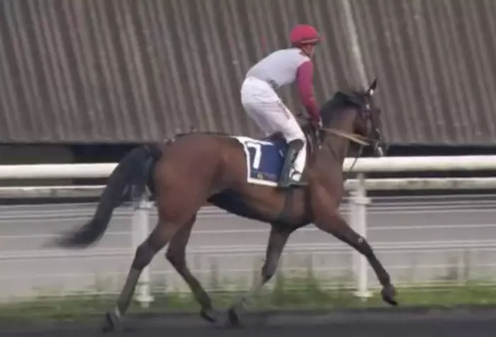 MUNHOA VEDQUAISE montée par Paul-Philippe PLOQUIN gagnante du Prix Lavater 2026 - QUALIF 3 ÉTRIER DES 4 ANS