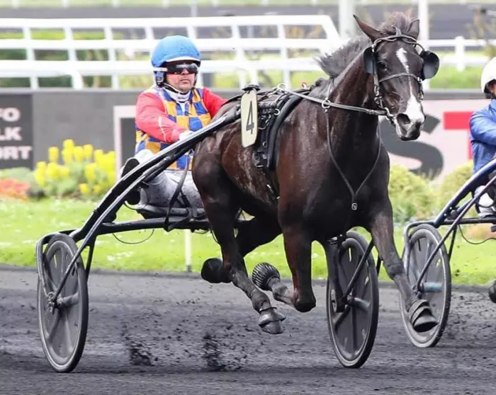 NIAGARA RIVER, le favori du quinté+ du jour à Cabourg - Prix Paul Viel (03/07/2026)