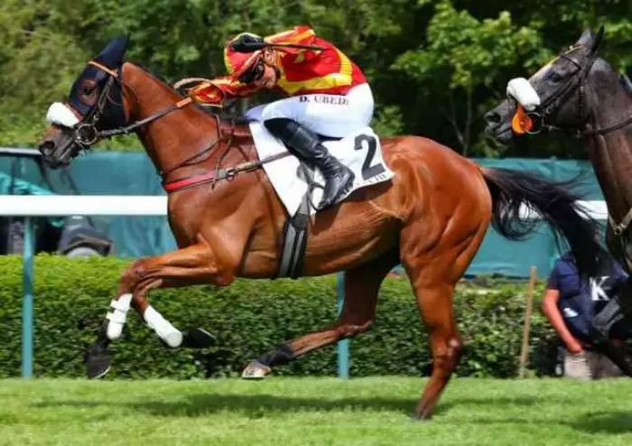 ROCK AND ROLL, le favori du quinté+ du jour à Clairefontaine - Prix des Enfoirés (17/08/2026)