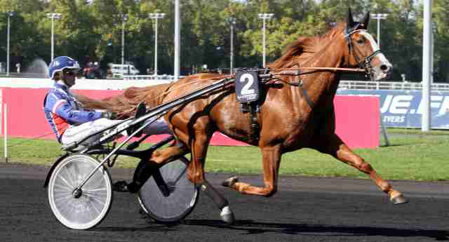 Le cheval ALFAS DA VINCI