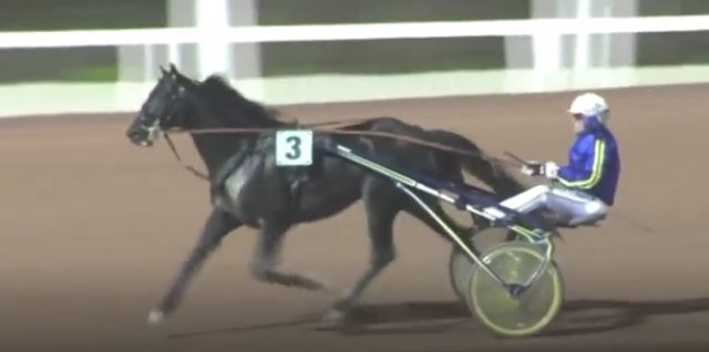 BIRD PARKER (3) gagnant de la Finale du Tour Européen Belgique 2017 à MONS GHLIN (Belgique)