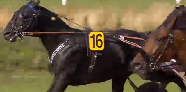 UZA JOSSELYN (Alexandre ABRIVARD) vainqueur du GRAND PRIX ANJOU MAINE 2017 sur l'hippodrome d'Angers Écouflant